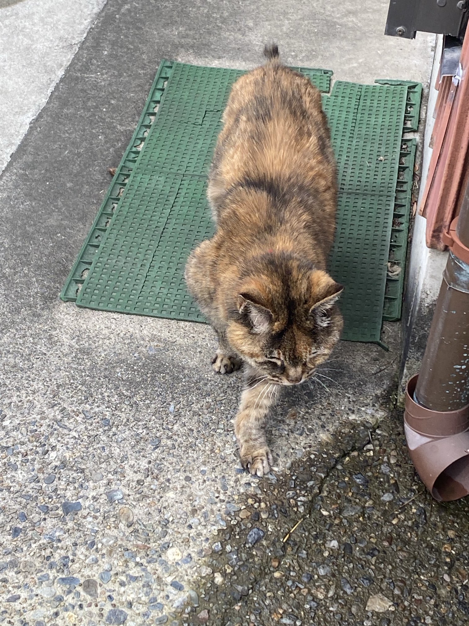 ねこ先輩 on X: 