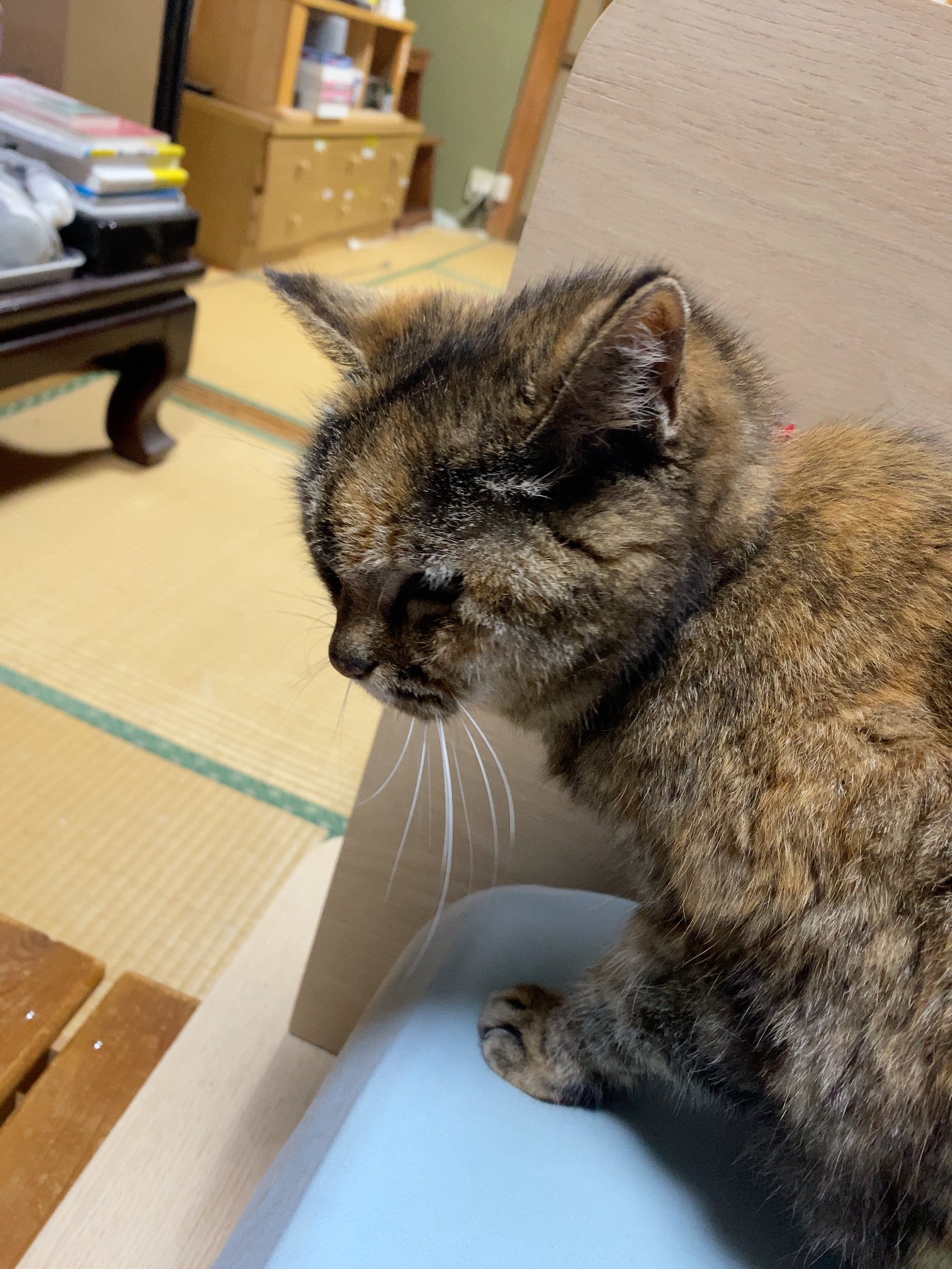 ねこ先輩 on X: 