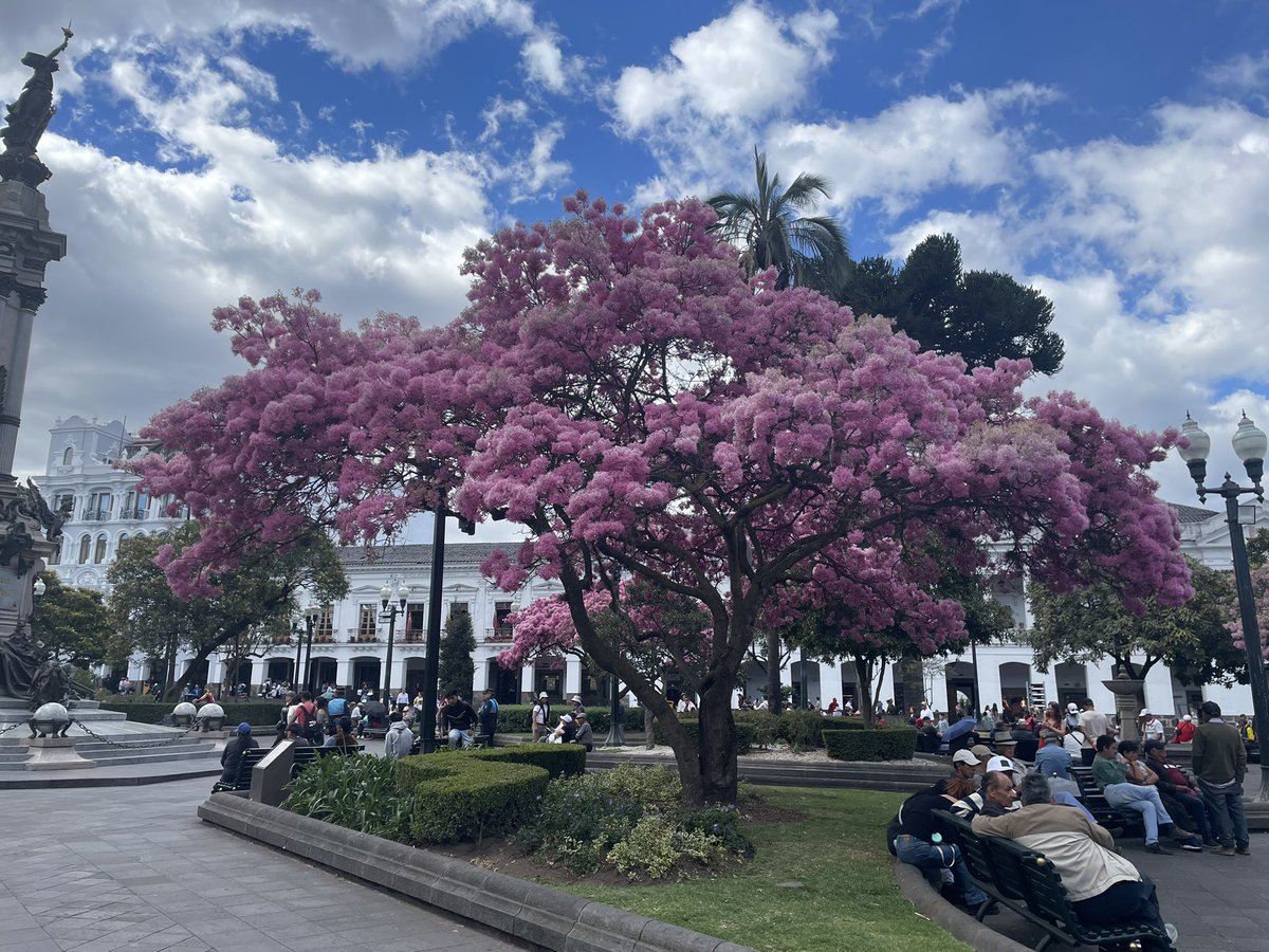 andresegovia1's tweet photo. …y florecieron en el centro de Quito. https://t.co/1l5dalooLp