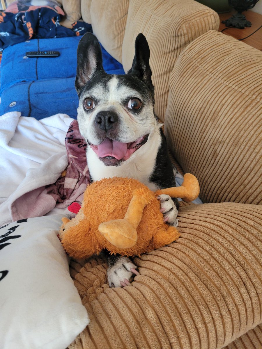 zandermanderthebt🐶 and Whiskey James 😺 tweet media