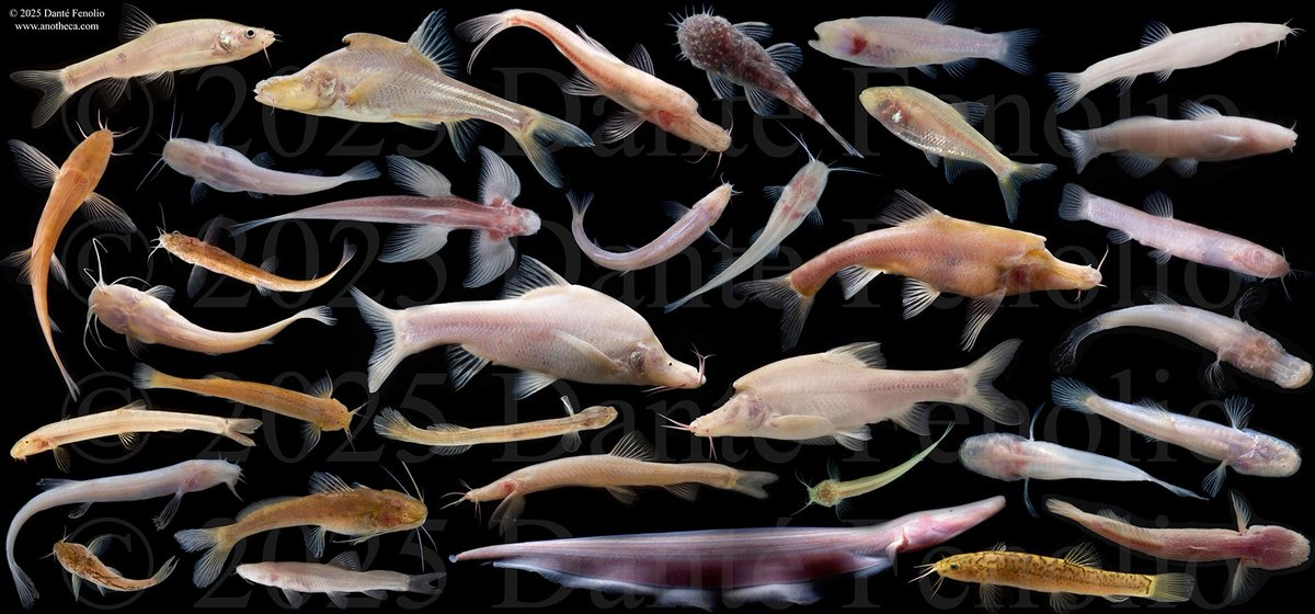 Danté Fenolio, Ph.D. tweet media