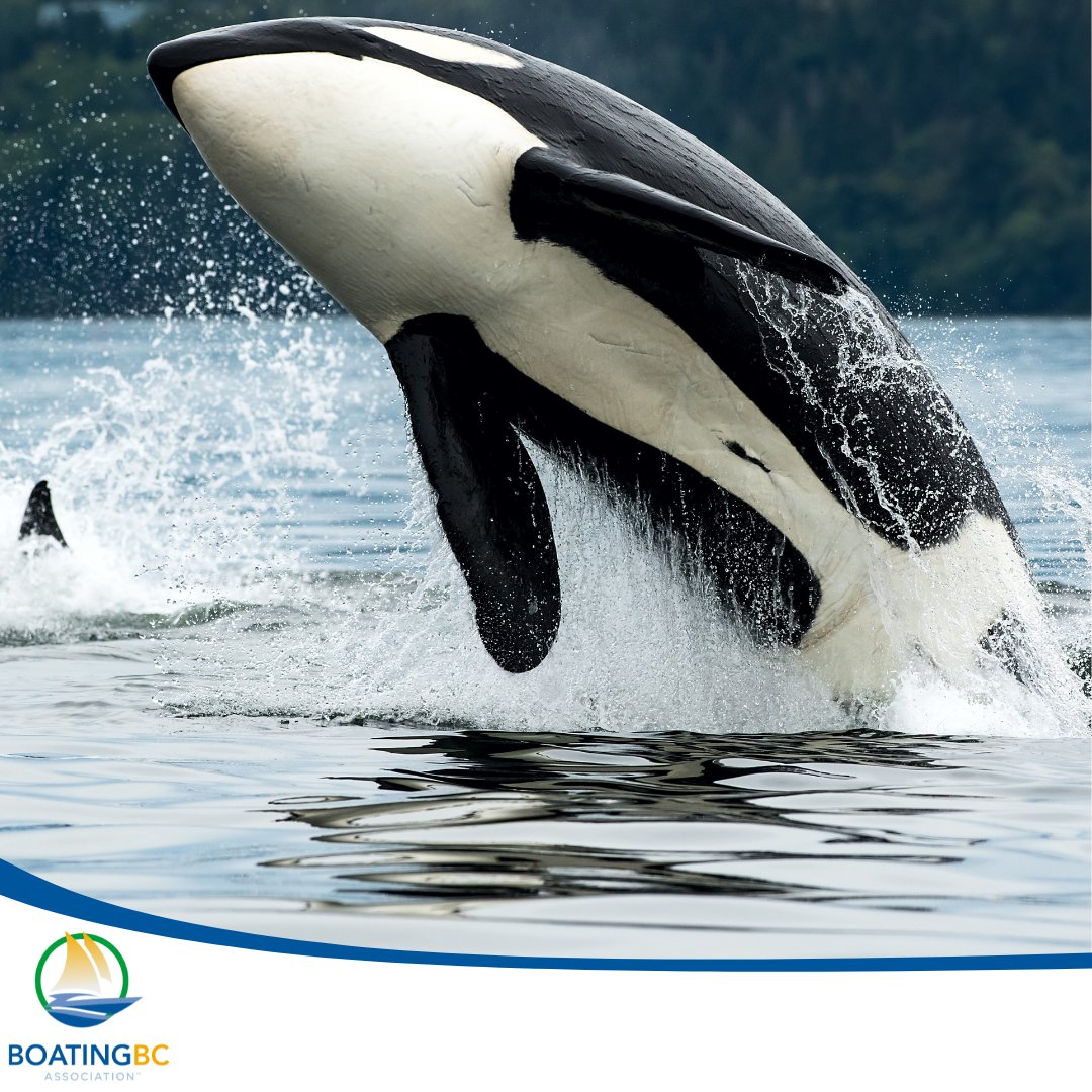 🐋 Spotting marine life is magical—but keep your distance.
In BC, it’s the law to stay at least 400m away from orcas and reduce speed in marine mammal zones.
Let’s boat responsibly and protect our ocean neighbours.