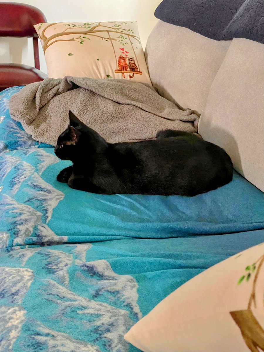 Happy #Caturday everyone! I am being very brave and hanging out on the couch while that scary human is just a short jump away from me. -Indy #CatsOfTwitter #BraveGirl #BlackCats