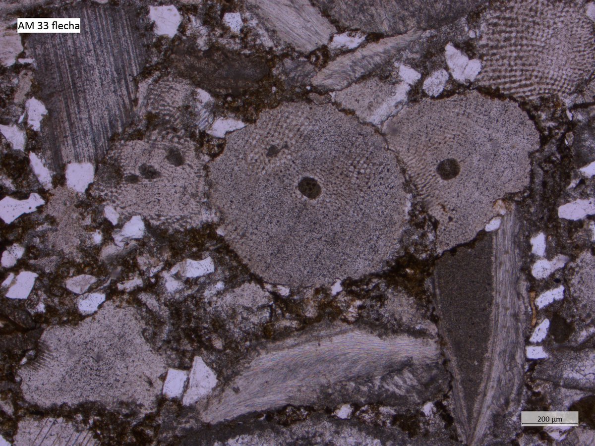 Crinoideos en el fondo del mar argentino actualmente. Fragmentos de crinoideos en rocas de 135 millones de años en Neuquén.