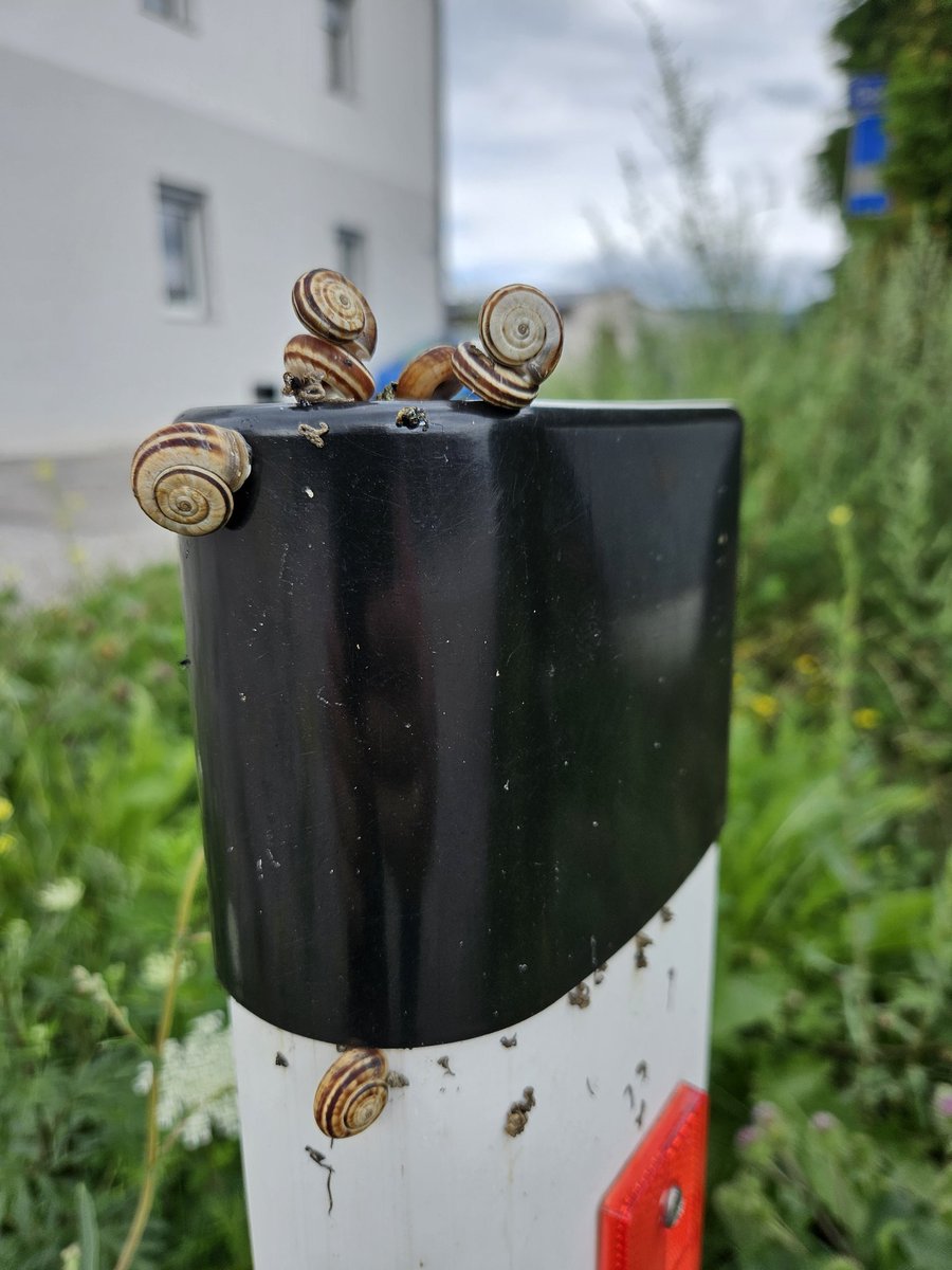 irrdumm's tweet photo. Wenn Schnecken
was entdecken
#GedichtZumTag https://t.co/GTR97NM3YH
