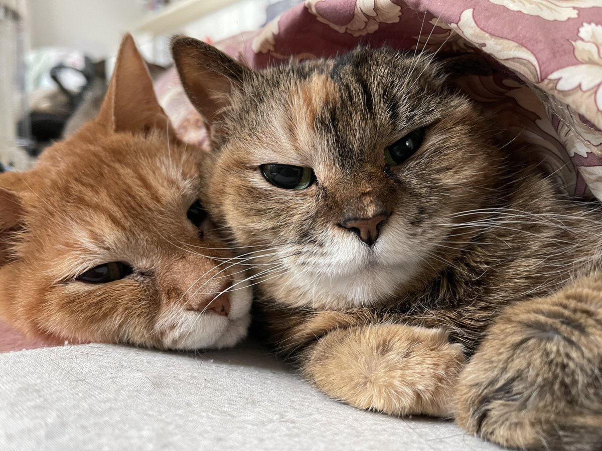 猫整体 キュベレイ tweet media