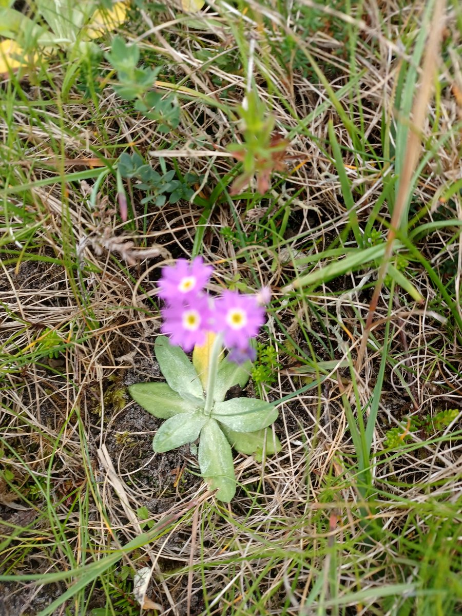 Eadha Enterprises (@eadhaaspen) on Twitter photo Chuffed to see my first Scottish Primrose. What a wee beauty. Machair by Durness Golf course. Chuffed to see my first Scottish Primrose. What a wee beauty. Machair by Durness Golf course.