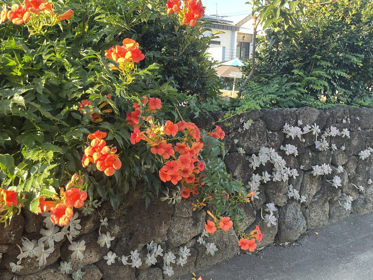 4박 5일 제주도 여행 타래 🌿