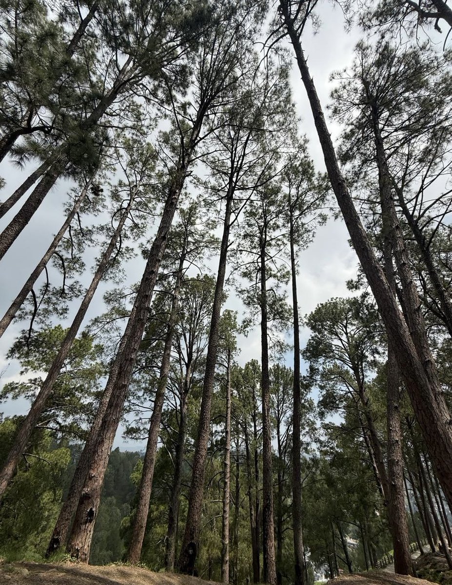 sheen01's tweet image. Our planet needs more plants than ever due to climate change. Please do your part. We must fight against deforestation, rising sea levels, and extreme temperatures. We also need to focus on conserving water and soil. 
🌲🌳🌴🎋🍃
#ClimateCrisis
#ClimateSolutions