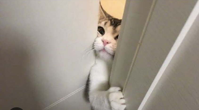 7 years old me trying to see 
Kon fridge ki light off krta hai .