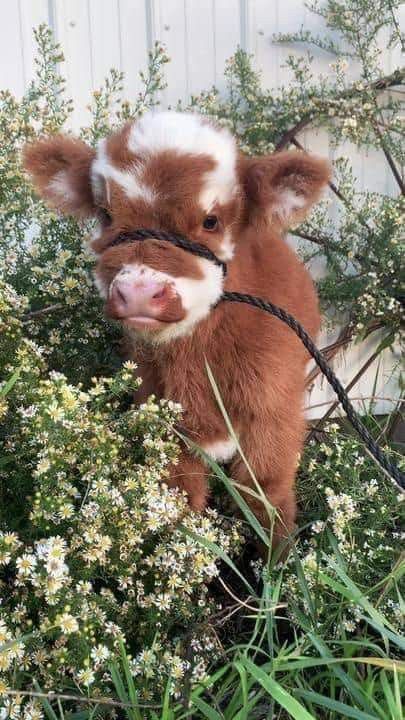 These fluffy cows are giving teddy bears a run for their money! 🧸🐄
.
.
coolcowshop.com
.
.
#coolcowshop #FluffyCows #FarmVibes #CattleCharm #MooSofties #TwitterX #TheX