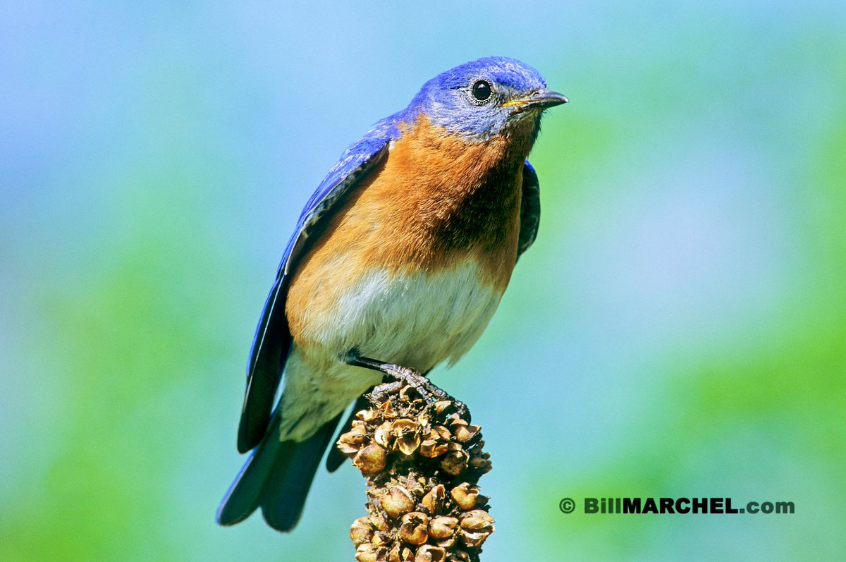 A male Eastern Bluebird is perched atop a mullein plant. Since bluebirds are primarily insect eaters, they most often hunt from open perches, which allows them to spot prey more readily.