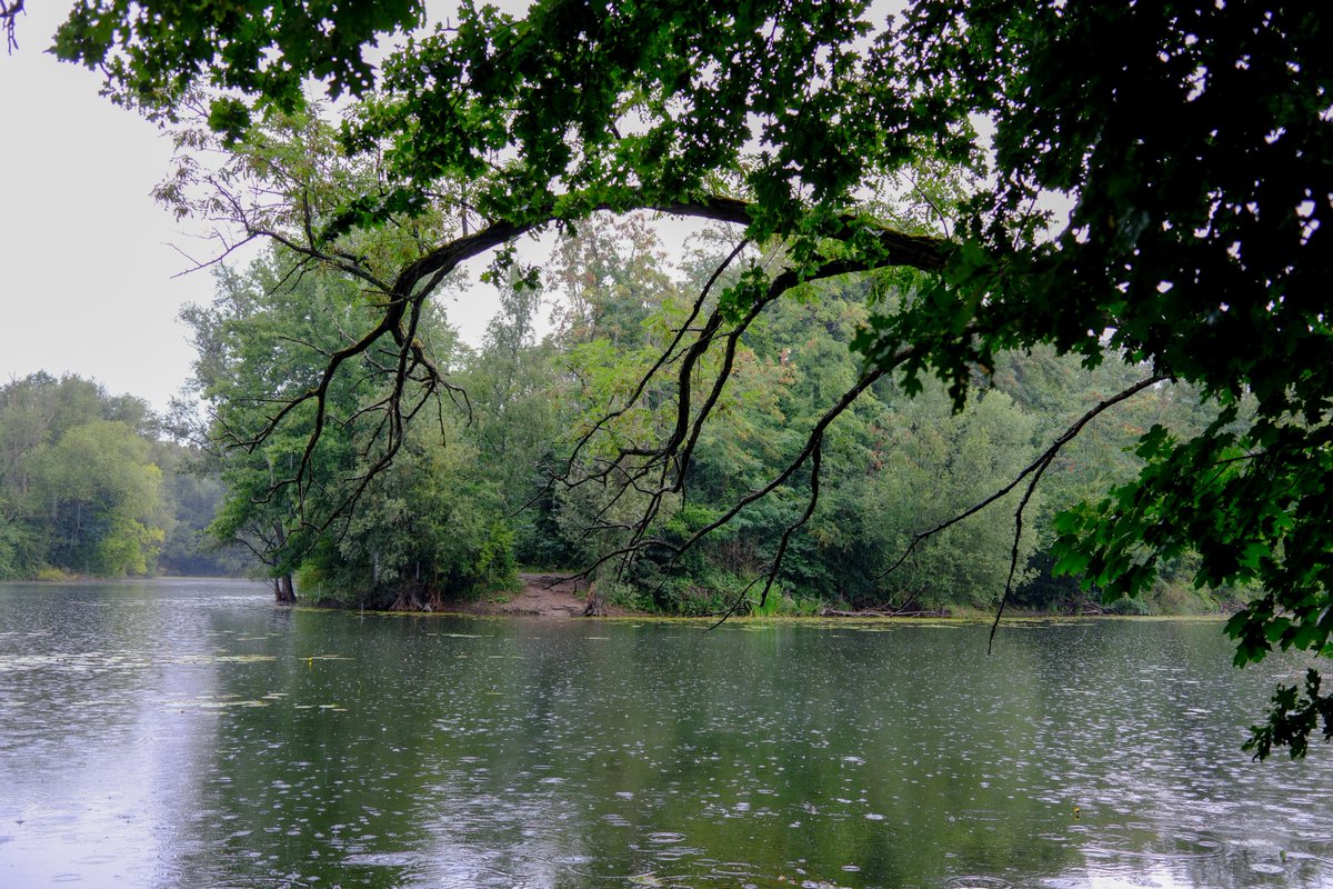 KopfYvonne's tweet image. Im Regen auf den See schauen - einfach nur schön

#Auszeit #Selbstfürsorge #SchönesGegenDoofes #FloodTheZoneMitSchoenem #Oberwald #Karlsruhe