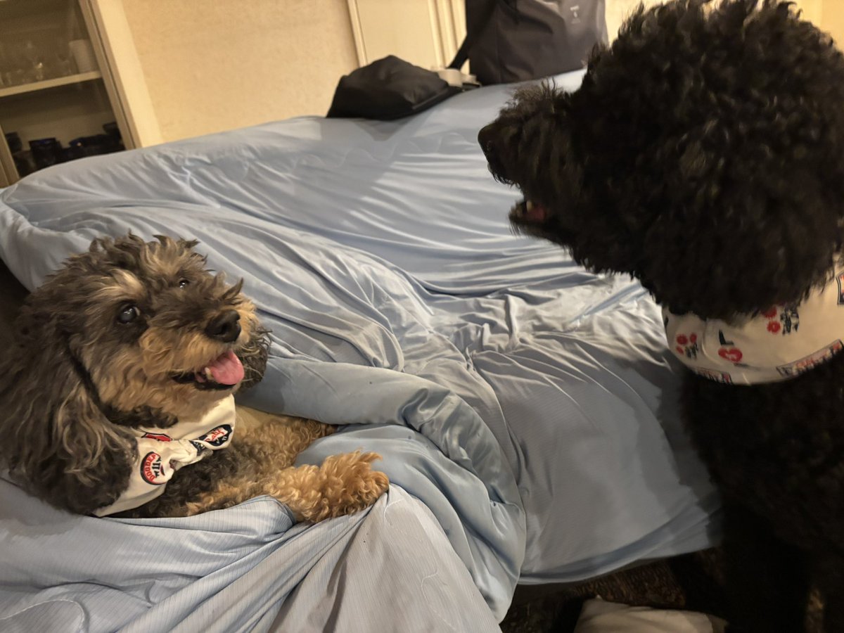 毎日暑いですね🥵
ワンコたちも保冷剤入りのネッククーラーで、なんとか暑さをしのいでおります
皆様も、なるべく涼しくしてお過ごしくださいませ