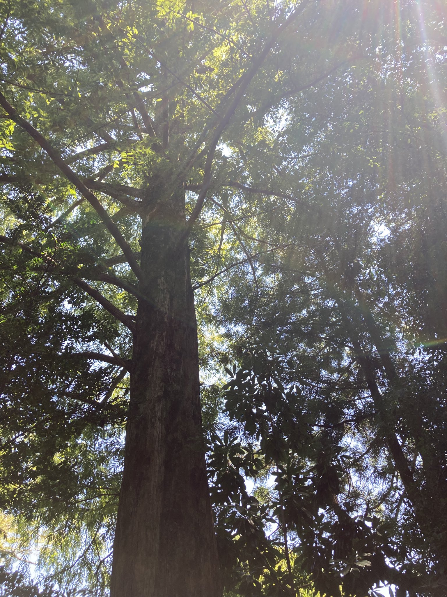 記憶ヒーリング 遠隔ヒーリング トラウマヒーリング 51aRv8EQvpL._SY200_QL15_.jpg