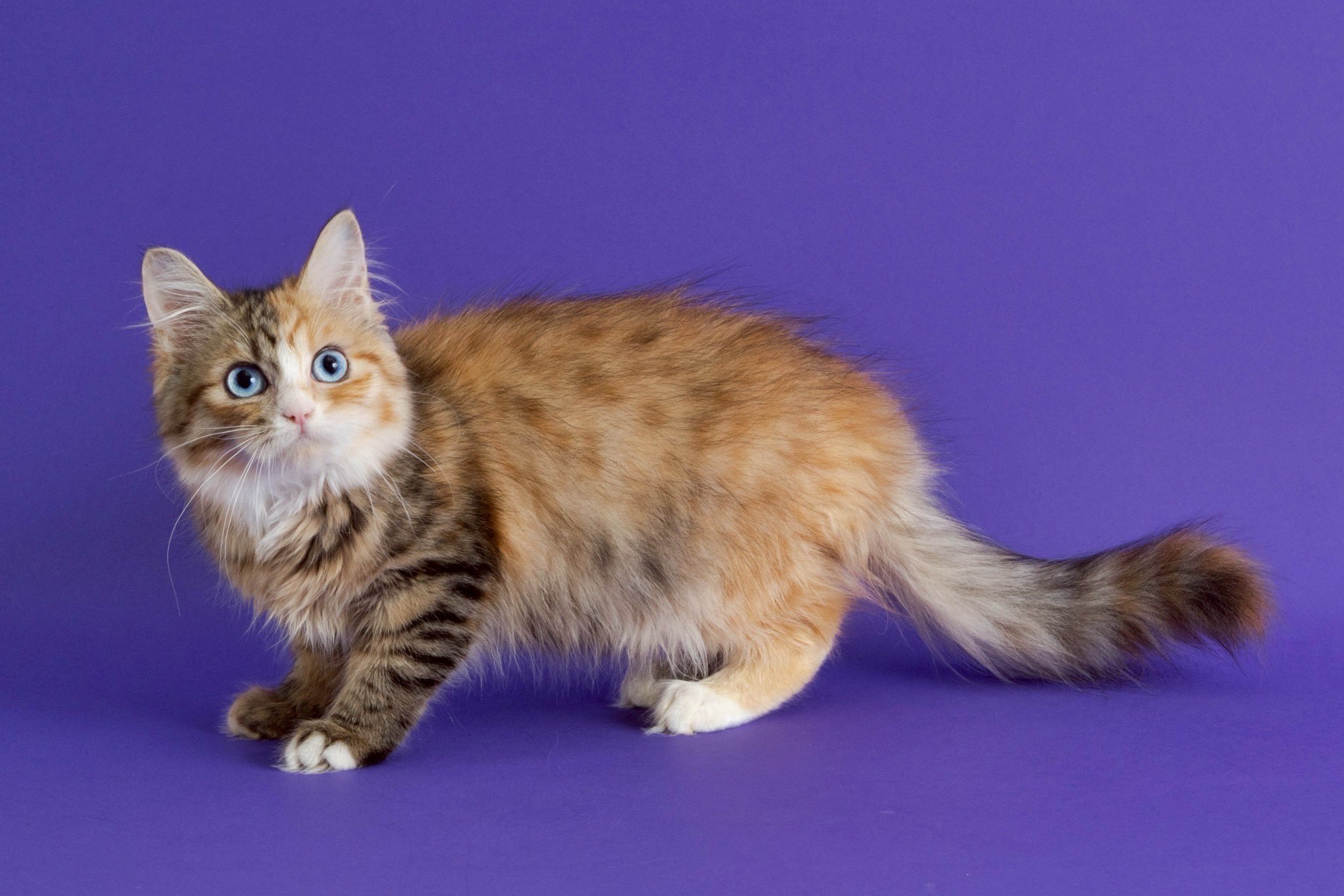 にゃあ　ブルーアイ猫　ネコ　ブルーダイヤ　ブローチ兼ペンダント にゃあ様専用 ブルーアイ猫 ネコ ブルーダイヤ ブローチ兼
