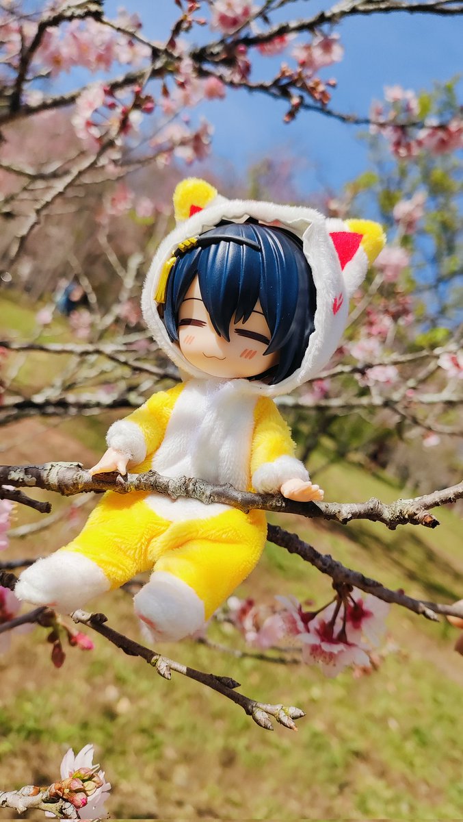 ryuunicos's tweet photo. Jiji have his first hanami today 🌸

#sakura #toukenranbu #mikazukimunechika #hanami #nendoroiddoll https://t.co/8TFbF2nVx3