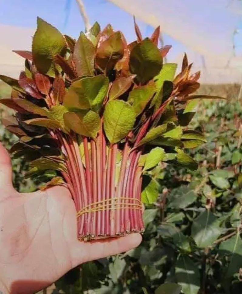 توصيل بلجمله من يبغئ نورد له لجميع انحاء المملكه  يتوصل واتساب أو اتصال على الرقم00967736621274