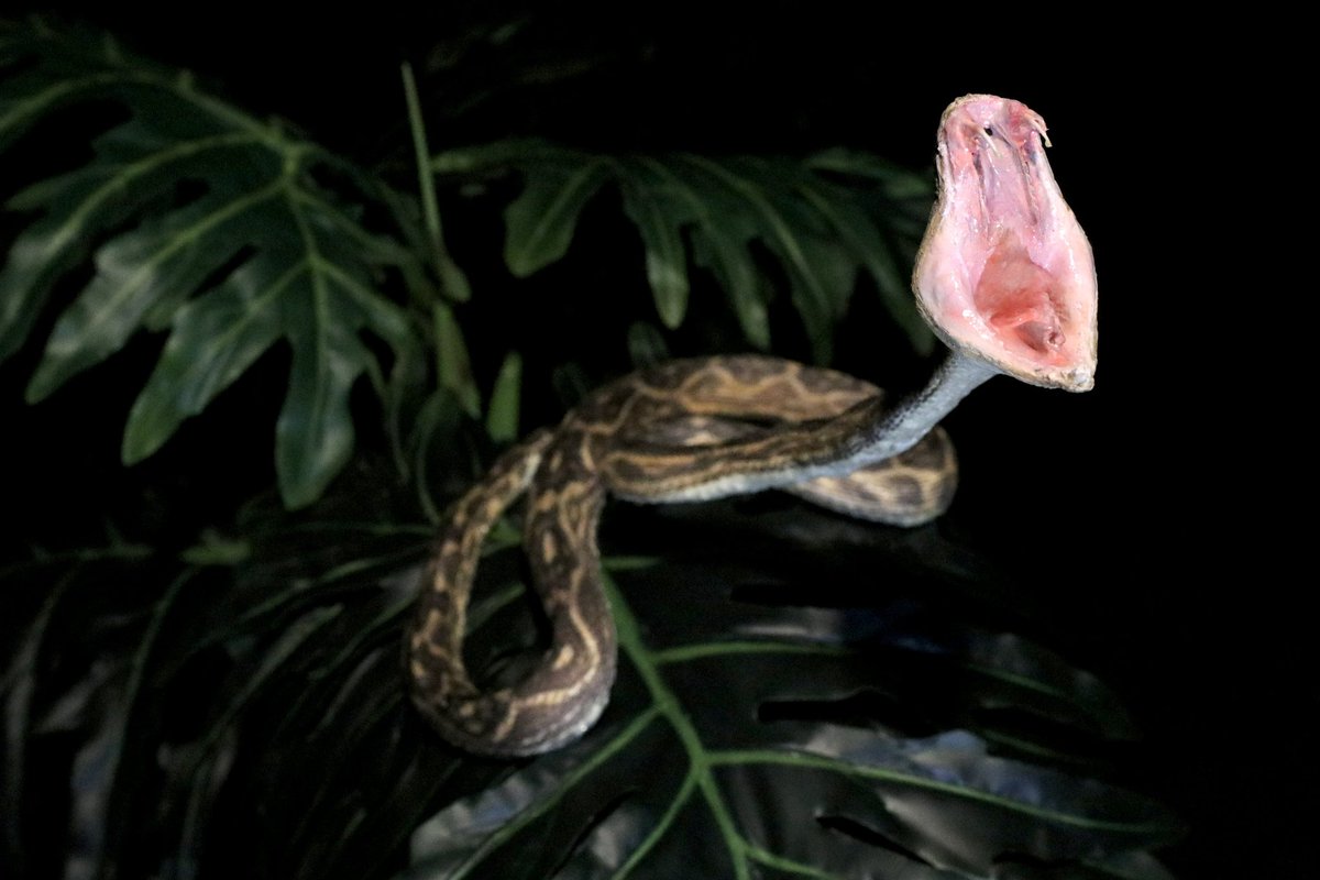 透明標本　ハブ頭部 2月より新たに『シロクチアオハブ』を毒蛇温室にて公開させて頂いて