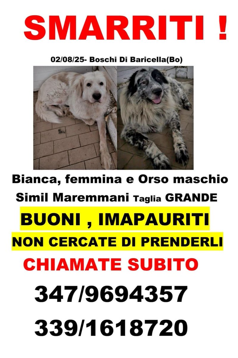 zampa_qua's tweet photo. ATTENZIONE SCOMPARSI ⛔️⛔️MASSIMA URGENZA🆘🆘🆘🆘🆘🆘🆘🆘☎️3479694357-3391618720
https://t.co/wIaRsOEAZK BIANCA e ORSO purtroppo sono scappati ,da BOSCHI di BARICELLA condividete #4voiceless #scoparsi #scappati https://t.co/izG8X1tp5P