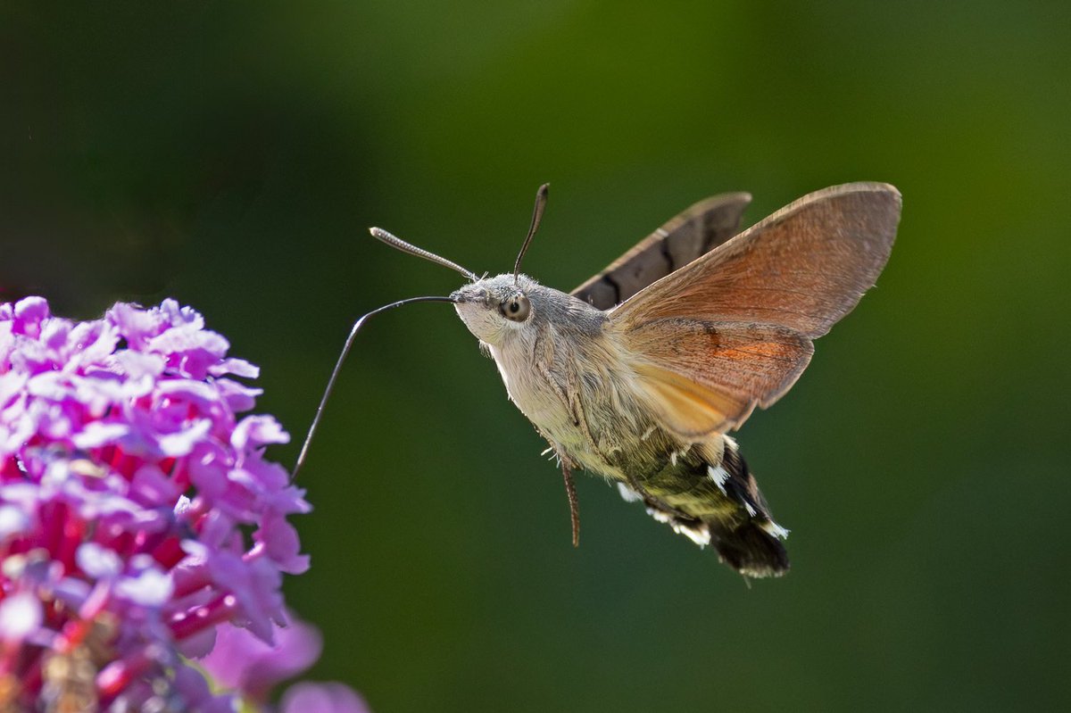 Keith Warmington (@keithwarmie) on Twitter photo Hummingbird Hawk-moth has visited the garden on at least 21 days so far this year. Today the Buddleia was its primary nectar source. <a href="/BCWarwickshire/">BC Warwickshire</a> Hummingbird Hawk-moth has visited the garden on at least 21 days so far this year. Today the Buddleia was its primary nectar source. <a href="/BCWarwickshire/">BC Warwickshire</a>