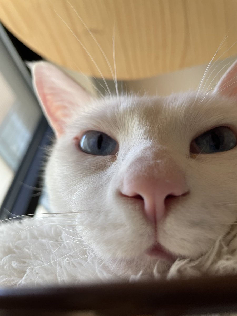 neko_omusubi's tweet photo. #猫　#白猫　#保護猫　#猫好きさんと繋がりたい　#猫のいる暮らし

おひるねむすび https://t.co/lkj1XVcivZ