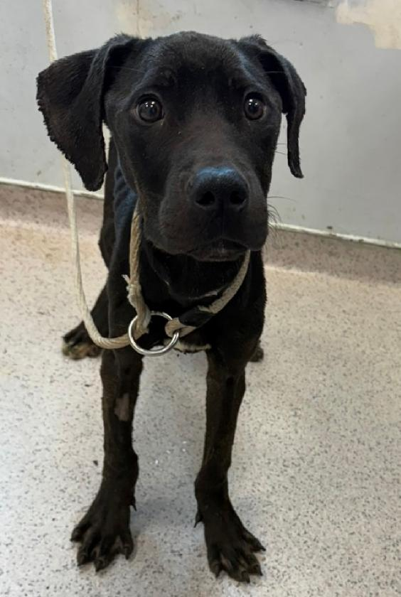 Handsome 2 yr old Reba (Manhattan ACC #233308) needs to be saved by a rescue org or adopter fast. 
With love, daily physical activity &amp; a bit of medical care he will blossom. No very tiny kids please.  
If you can help him DM <a href="/CathyPolicky/">Cathy Policky</a> 
#Adopt #Pledge