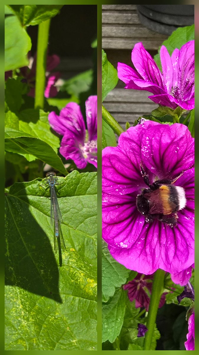 PlanetProgres's tweet image. Let wild gardens bloom.
No pesticides. No trimming. Just space.
And suddenly… the pollinators return. 🐝💚

#PlanetProgression #Rewilding #EcoAwareness #SaveTheBees
