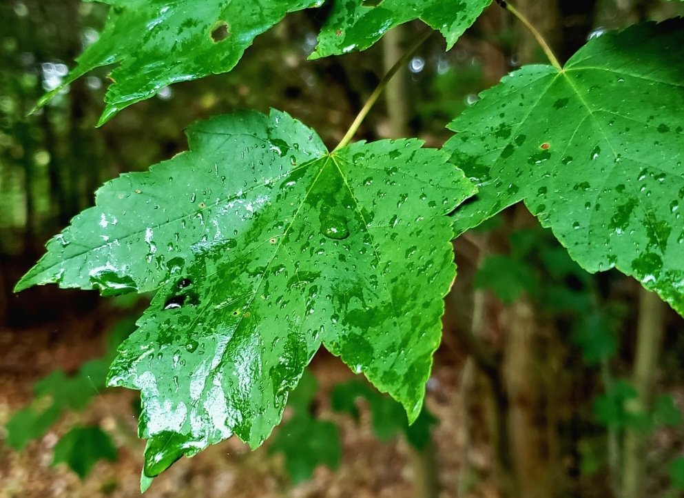 AcyRunway13's tweet image. Sometimes, the world gives you refreshing beauty &amp;amp; lets you sleep in feeling renewed 😌✨️ 

Photos from the archive, have an enjoyable Saturday all 😊☕️🍃 
#nature #Saturday #raindrops 
#August #NJ #thoughts