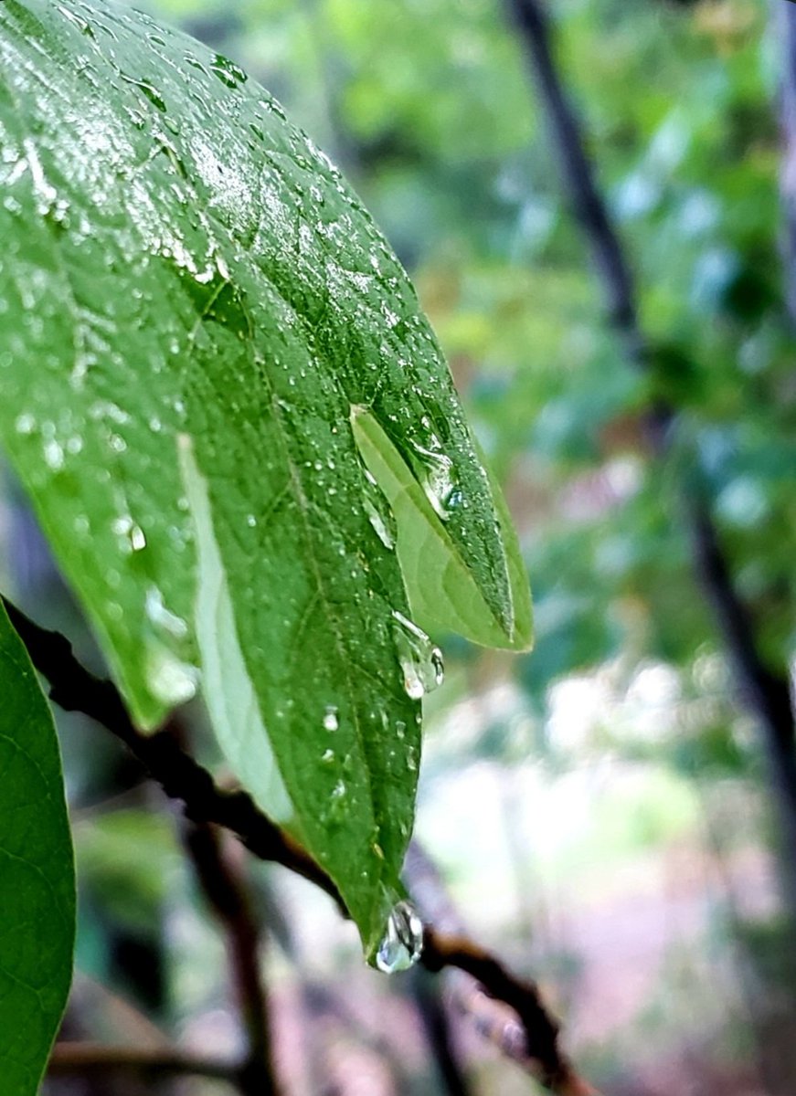AcyRunway13's tweet image. Sometimes, the world gives you refreshing beauty &amp;amp; lets you sleep in feeling renewed 😌✨️ 

Photos from the archive, have an enjoyable Saturday all 😊☕️🍃 
#nature #Saturday #raindrops 
#August #NJ #thoughts