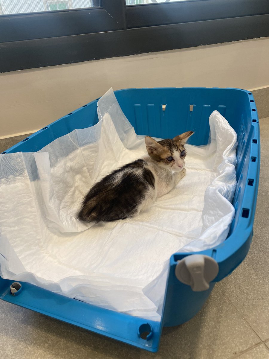 I found a blind kitten who needs care and a home, I can’t take care of him because I won’t be in jeddah

If someone has a capacity to adopt him even for a week, please let me know 

الكيتن منقذة كان عندها التهاب فعيونها واحتمال كبير معد تشوف، احتاج احد يتبناها ولو مؤقتا اسبوع 🙏🏻