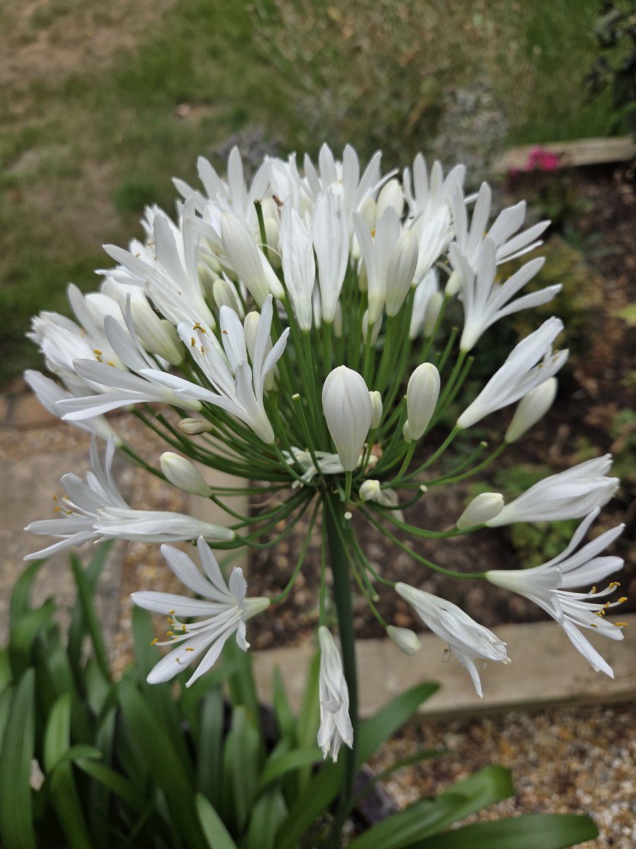 Lack of summer rainfall has really affected the plants. Normally the flower are far bigger in stature and size