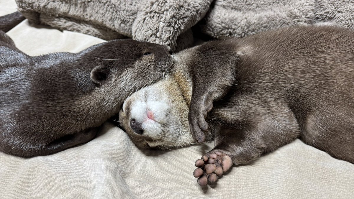 これ見てたら1時間くらいなにもできずに時間が過ぎてたんだけど、どうしてくれるんだ。