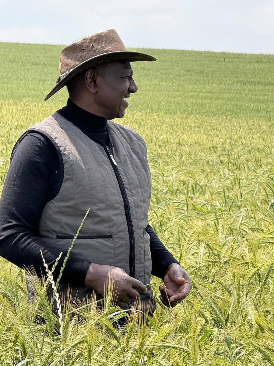 BiancaNaom1's tweet image. A glimpse into President William Ruto's wheat farm.

Indeed, great satisfaction comes when you're part of ensuring Kenyans are well-fed.