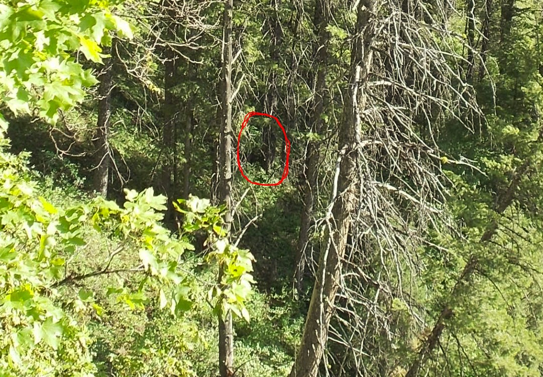 Pine Creek Bigfoot Expedition Palisades
rmsobigfoot.blogspot.com/2020/04/bigfoo…
Palisades Sasquatch