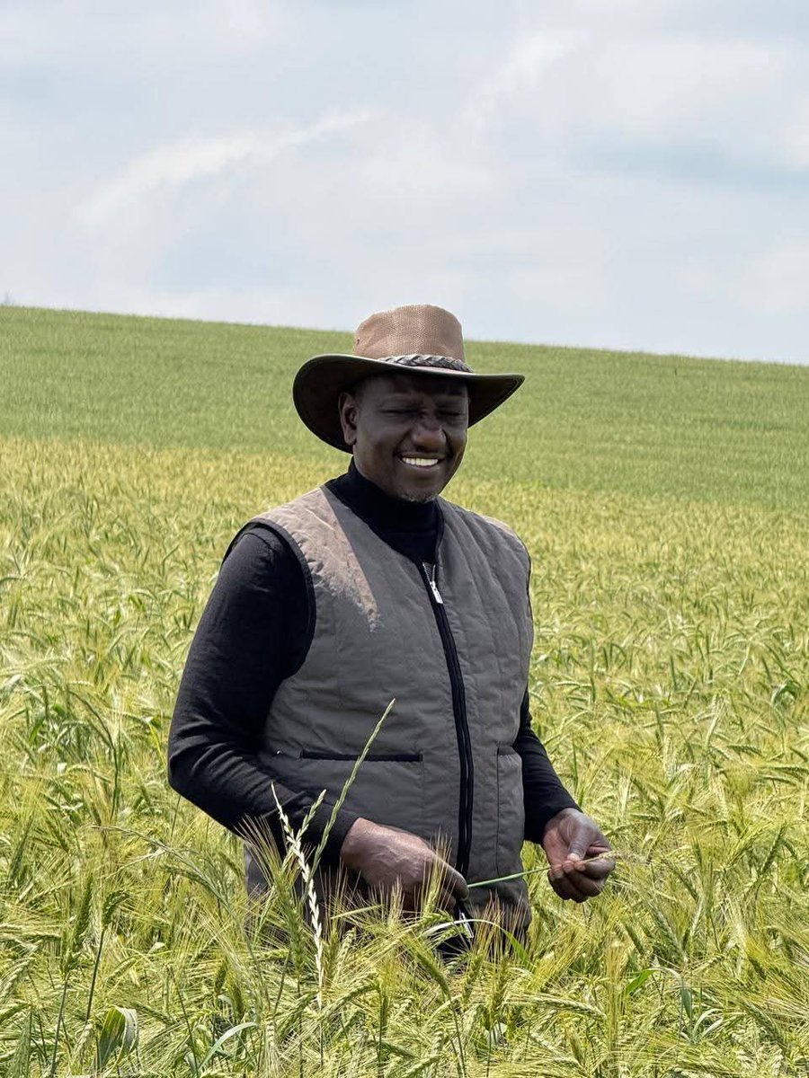 BiancaNaom1's tweet image. A glimpse into President William Ruto's wheat farm.

Indeed, great satisfaction comes when you're part of ensuring Kenyans are well-fed.