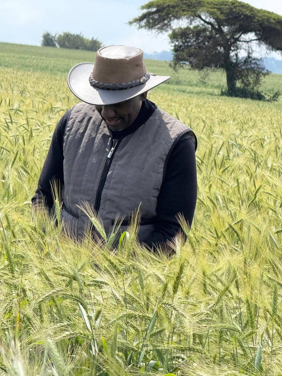 BiancaNaom1's tweet image. A glimpse into President William Ruto's wheat farm.

Indeed, great satisfaction comes when you're part of ensuring Kenyans are well-fed.