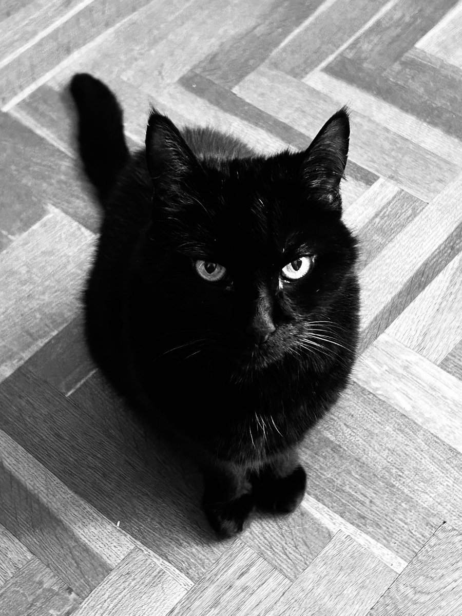 Les amis, je suis parti dans les étoiles tout à l’heure dans les bras de Moumoune. J’ai dû partir en urgence à l’hôpital vétérinaire de Maison-Alfort au lieu de notre véto habituel car je n’allais vraiment pas bien. Moumoune est effondrée mais je veillerais sur elle de là-haut ✨