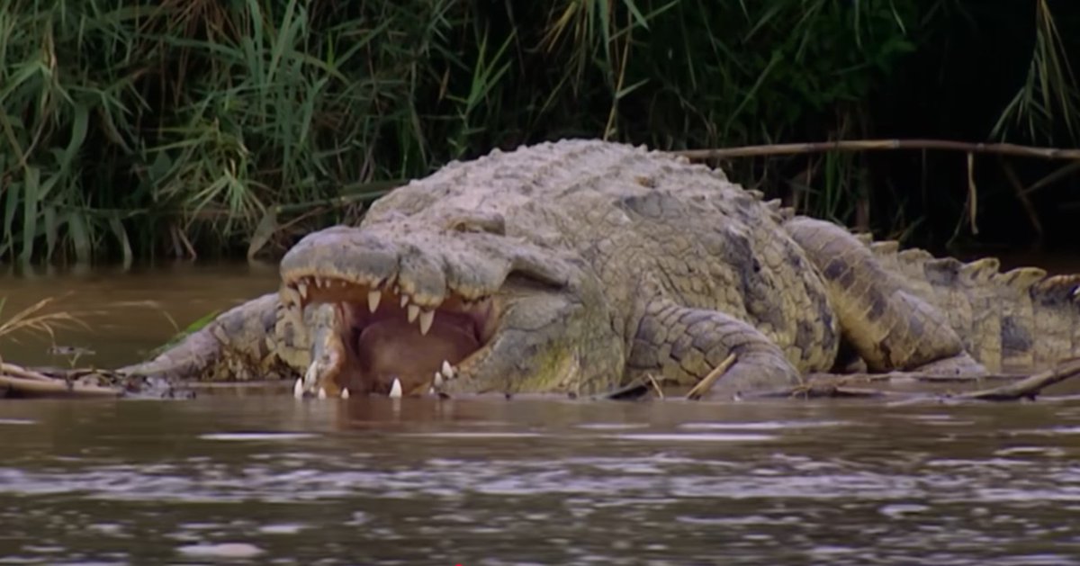 Purported Man-Eating Crocodile is the Largest Specimen Ever Discovered
rmsobigfoot.blogspot.com/2025/07/monste…
Monster of Lake Tanganyika Blamed for Strange Disappearances