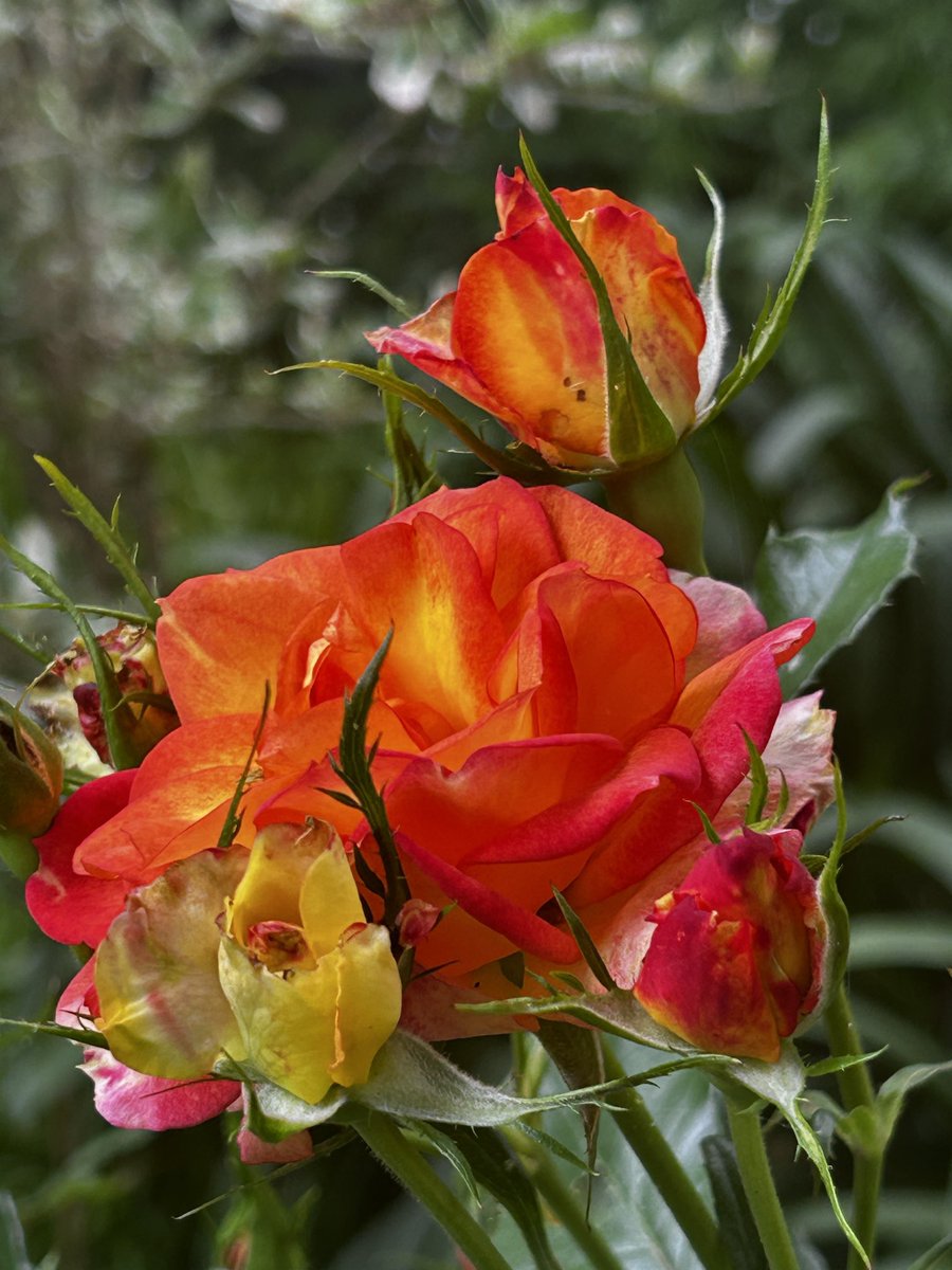 Esta semana en mi jardín. Rosal encendido