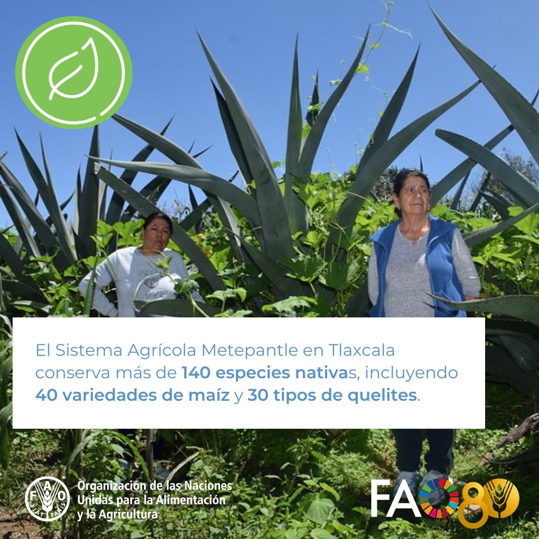 Tres mil años de historia y resiliencia campesina.

El metepantle de #Tlaxcala ha sido reconocido como #SIPAM: Sistema Importante del Patrimonio Agrícola Mundial por la <a href="/FAO/">Food and Agriculture Organization</a>.

México suma así su 3er sitio agrícola ancestral en la red global.

🧵Te contamos por qué es importante