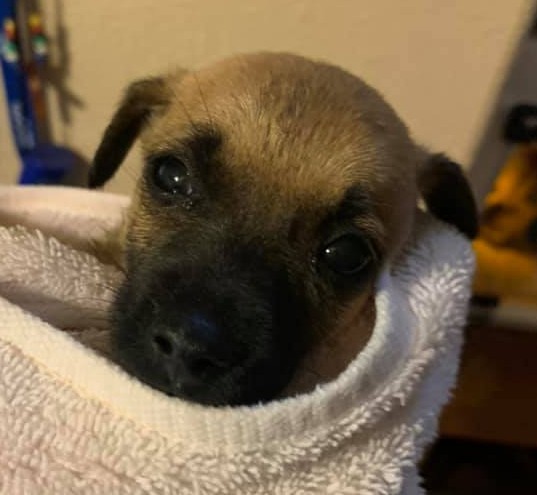 "A grateful dog has more worth than an ungrateful man."
 ~ Arabian Proverb
PAWlease supPAWt our mission by visiting ItsieBitsieRescue.org
#donationssaveslives #puppyrescue #fosters2021 #dogquotes #ittakesavillage #gratitude