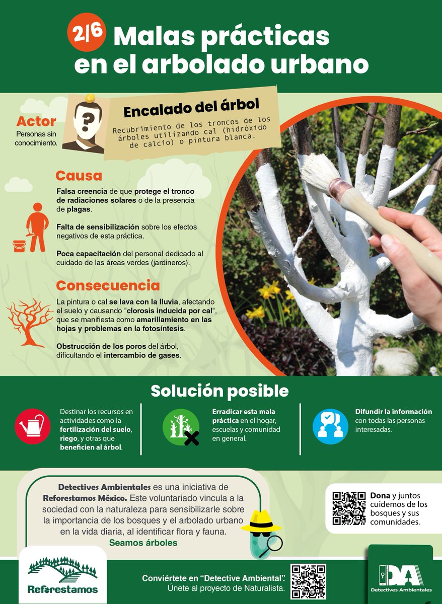 Los árboles suelen ser víctimas mortales de malas prácticas. 🪦🌳

Si no tienes la formación adecuada, evita cubrirlos de cal o pintura. 🖌️ ¿Has visto otros así? 👀 Comparte tus hallazgos utilizando el hashtag #DetectivesAmbientales. 🕵️‍♀️🕵️ #SeamosÁrboles