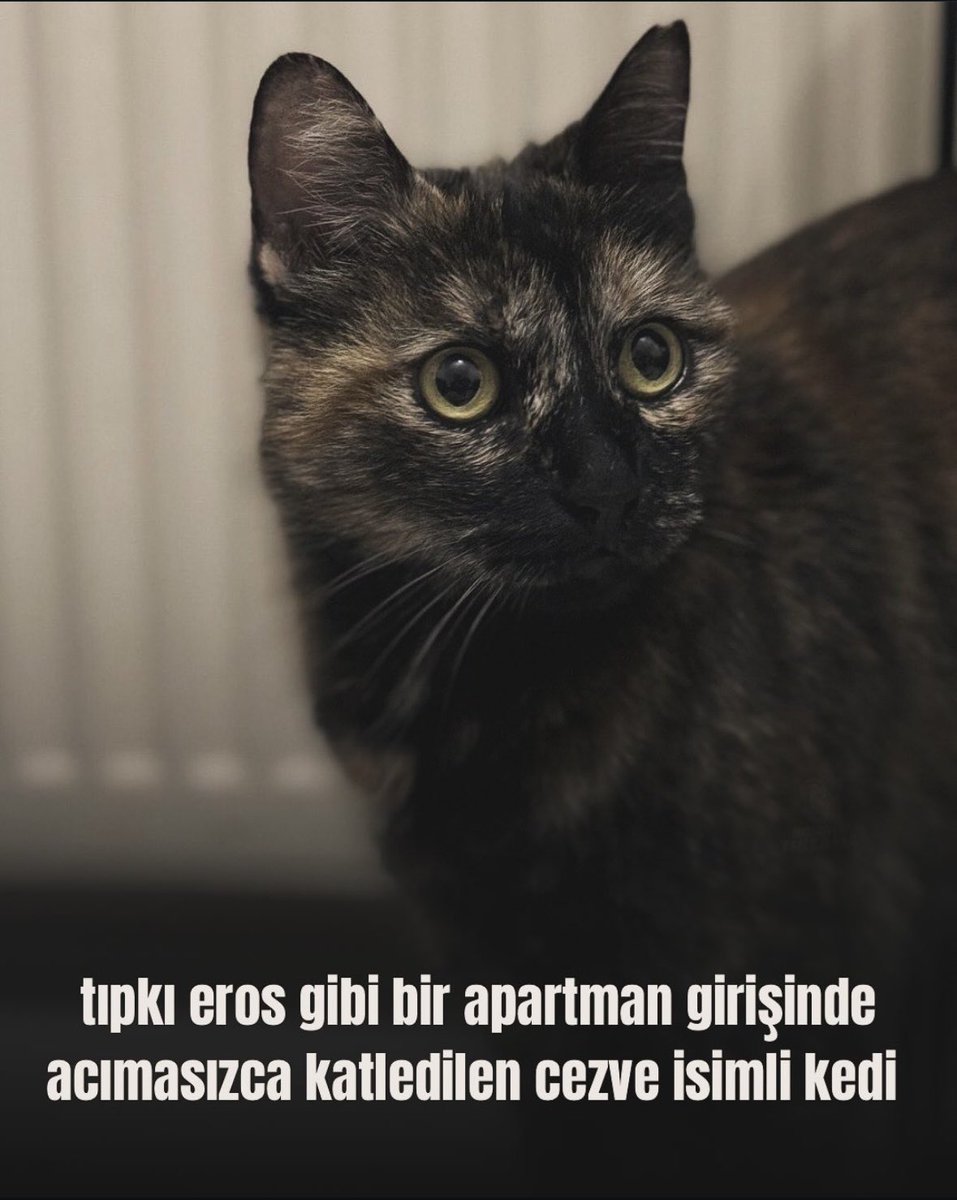 Hayvanlara cehennem ettikleri yaşam insanlara cennet olmadı ,olmayacak 

#BurakAlanTutuklansın 
 #cezveicinadalet