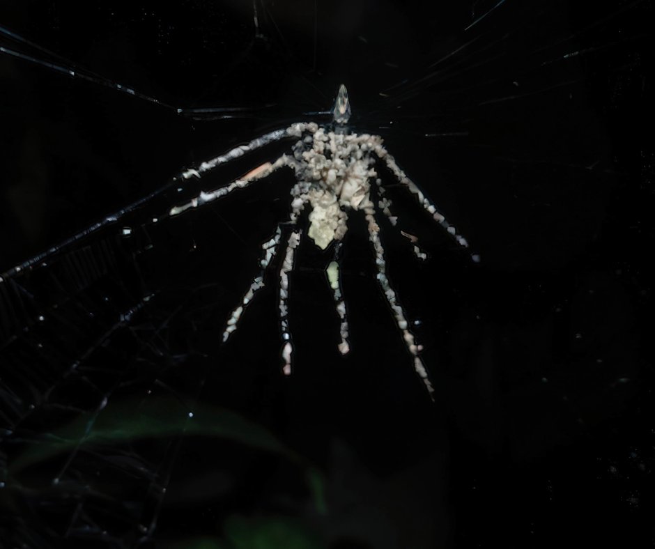 Amazing discovery in the Amazon: an architect spider deceives its predators

The observed specimens appear to be limited to a specific floodplain around the Tambopata Research Center, suggesting an extremely restricted range.

Read the full story here ➡️hubs.ly/Q03zHGYj0