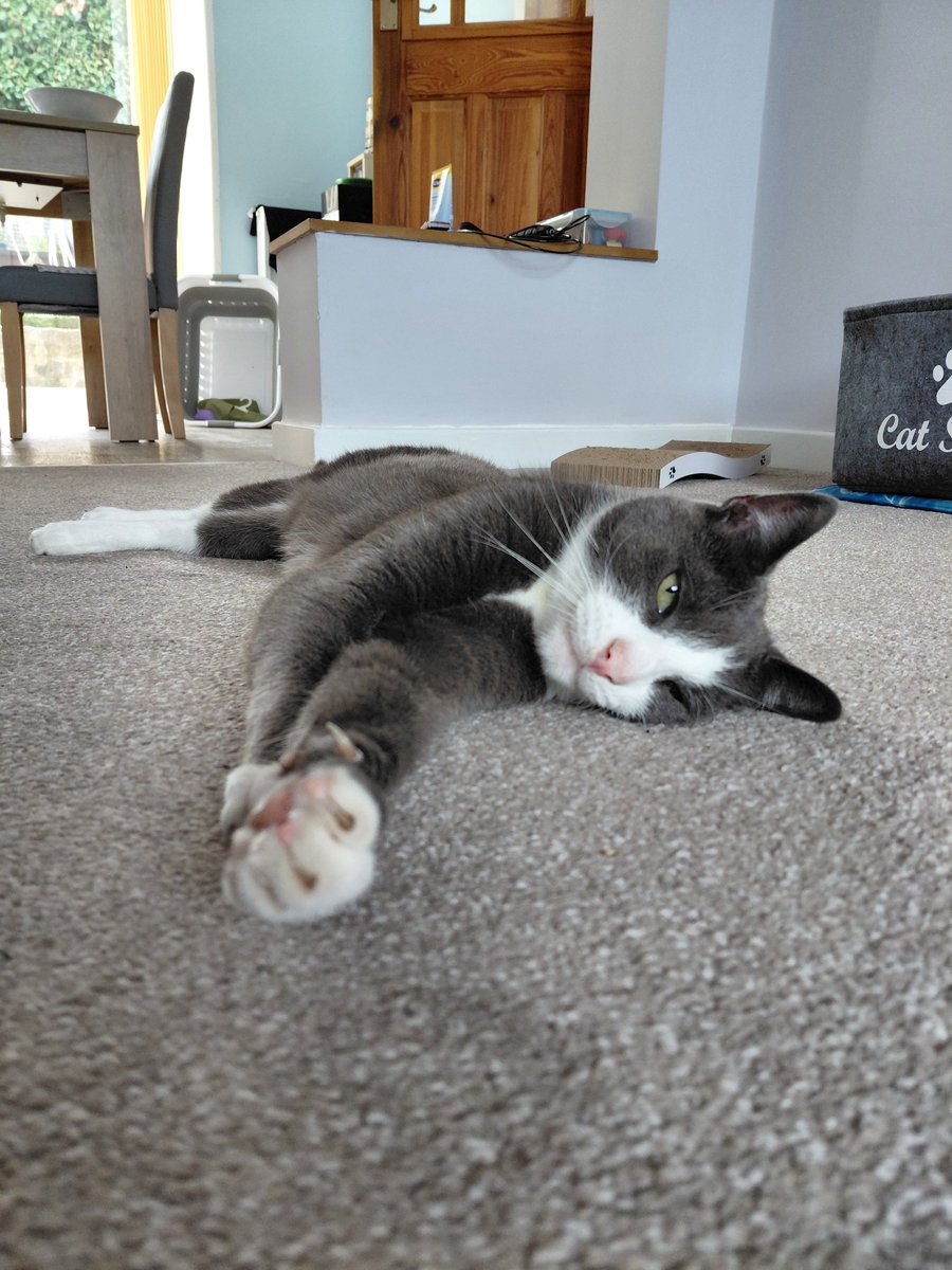 Hello everybody,  just having a little flop on the floor.