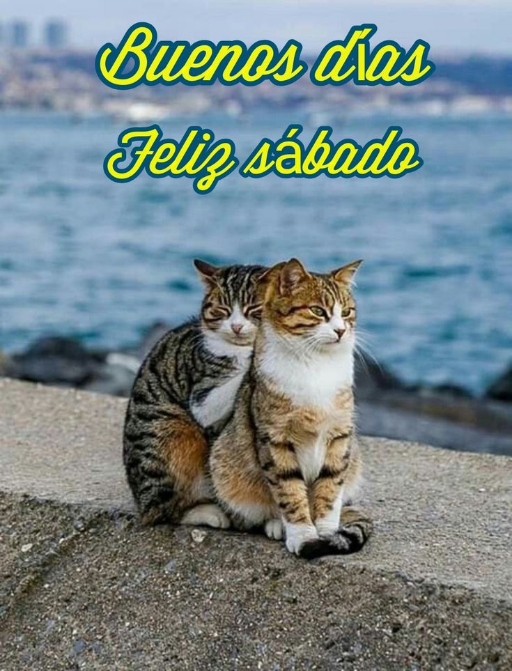 <a href="/ginluca75/">Gianluca</a> <a href="/jetdom/">RANDY</a> <a href="/AnnaBella_91_/">Anna</a> <a href="/RitaSofiale/">Rita</a> <a href="/48clelia48/">annamaria</a> <a href="/Azzurra77777/">Azzurra Melancholia</a> <a href="/Alexa17101614/">ALEXA 🍃💋🍃</a> <a href="/Alinavisooo/">Alina Visooo</a> <a href="/mi_oro13/">Ilary ღ</a> <a href="/Luigina__16/">Luigina___</a> <a href="/IO_e_basta__/">IO_e_basta__</a> <a href="/mbpvd17/">꧁✿𝔅𝔢𝔩𝔢𝔫✿꧂</a> <a href="/itsmeback_/">Sabrina F.</a> <a href="/Bereka82Pan/">PaN(tera)</a> <a href="/isolearan1/">Francesca</a> <a href="/orsina18/">margheritabottidamonte</a> <a href="/777/">777</a> <a href="/FabianaFPeres/">🇧🇷Fabi Peres Patriot 🇧🇷</a> Hola Amigo  <a href="/ginluca75/">Gianluca</a> #Felizsabado para ti y para todos!!!
