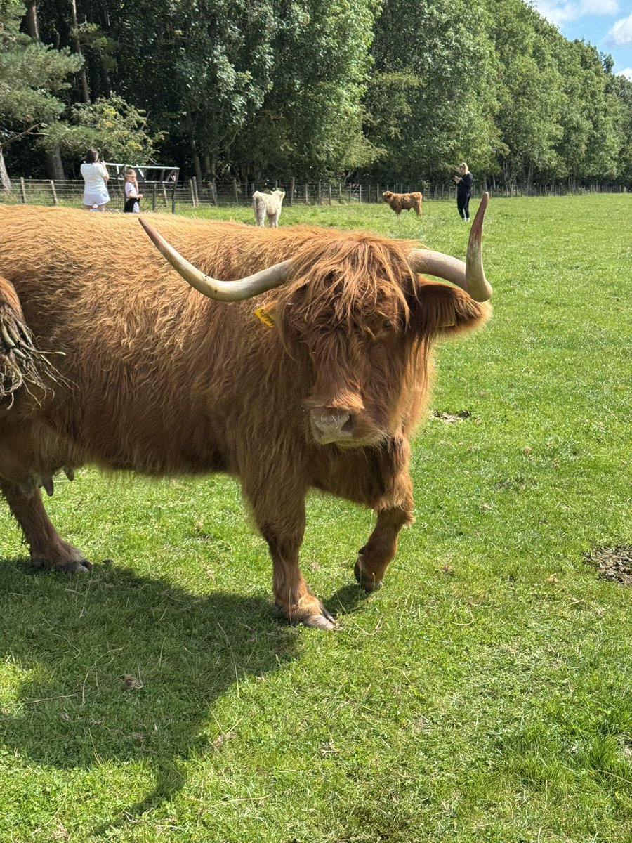 Cow of the day