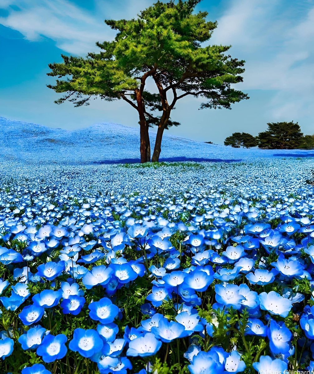 Bill Thomas (@wfthomas55) on Twitter photo <a href="/Sharibearpaws1/">Shari🐾Bearpaws🐻🐺🪶🕊️Blue💙Warrior🟦🟧🐕🦺🐈🎸</a> Good morning Shari! Happy Saturday! Hope you have an awesome day! ❤️☕️🌞😎🌻🌼 <a href="/Sharibearpaws1/">Shari🐾Bearpaws🐻🐺🪶🕊️Blue💙Warrior🟦🟧🐕🦺🐈🎸</a> Good morning Shari! Happy Saturday! Hope you have an awesome day! ❤️☕️🌞😎🌻🌼