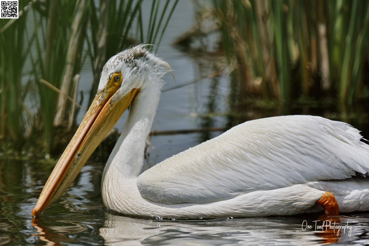 Prymalfury (@onetoad4u) on Twitter photo Look closely. This pelican has blue eyes. #OneToadPhotography <a href="/NatGeo/">National Geographic</a> <a href="/Discovery/">Discovery</a> <a href="/AnimalPlanet/">Animal Planet</a> Look closely. This pelican has blue eyes. #OneToadPhotography <a href="/NatGeo/">National Geographic</a> <a href="/Discovery/">Discovery</a> <a href="/AnimalPlanet/">Animal Planet</a>